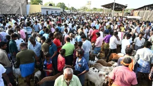 Madras High Court’s Cow Slaughter Ban: A Deep Dive into Judicial Interpretation